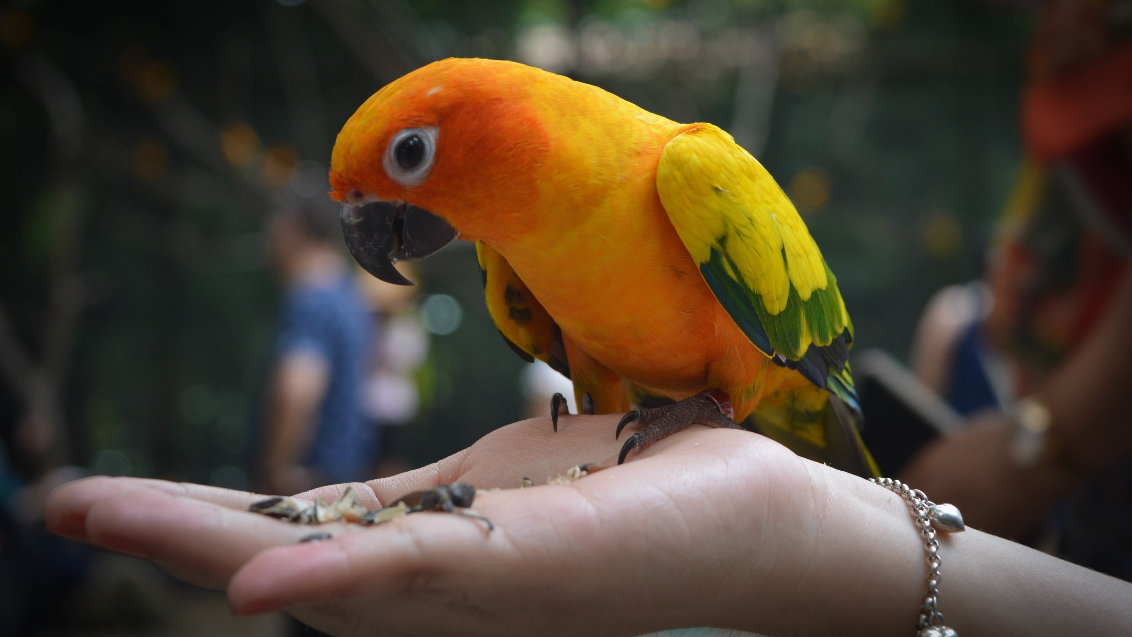 How To Make Parrot Green Color How To Make Parrot Green Color