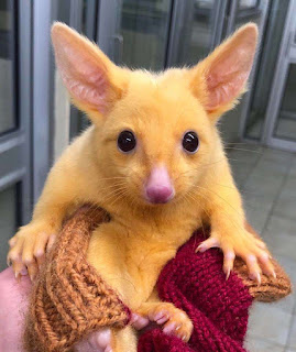 Pokemon Pikachu adalah Hewan Nyata dari Australia Pokemon Pikachu adalah Hewan Nyata dari Australia