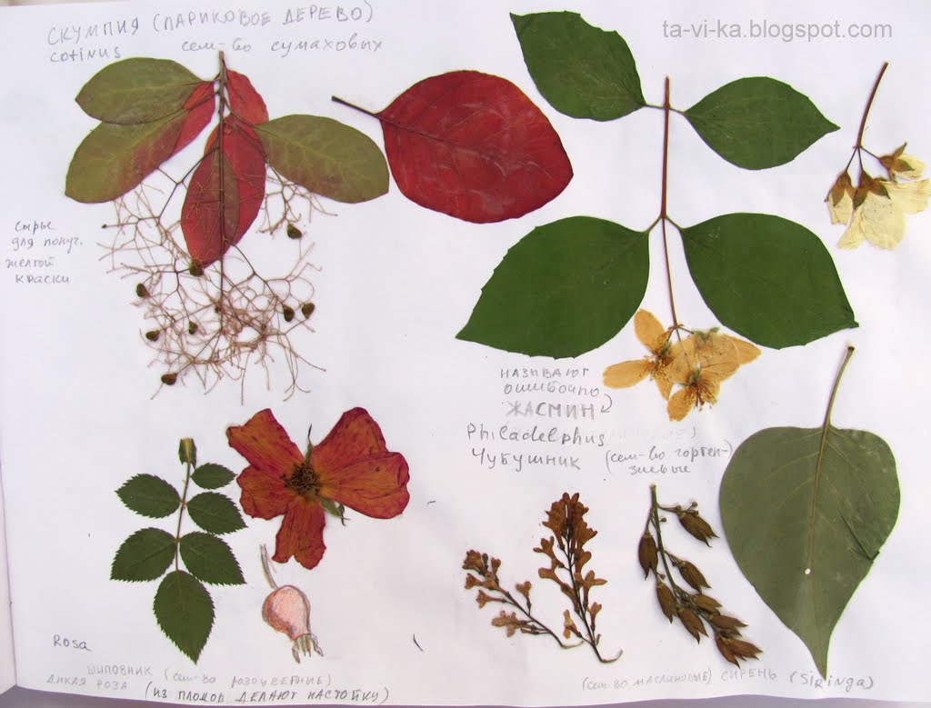 Ученые ботаники составляют гербарий. Гербарий. Гербарий растения леса. Гербарий с названиями. Гербарий листья.