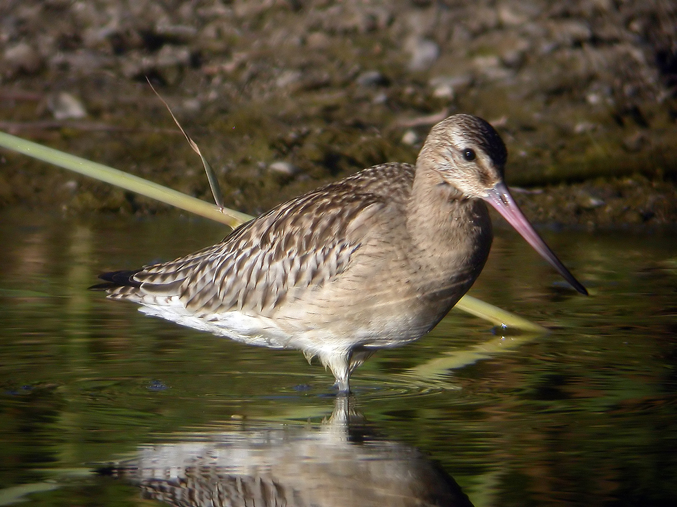 Aves de Marbella Aguja colipinta.