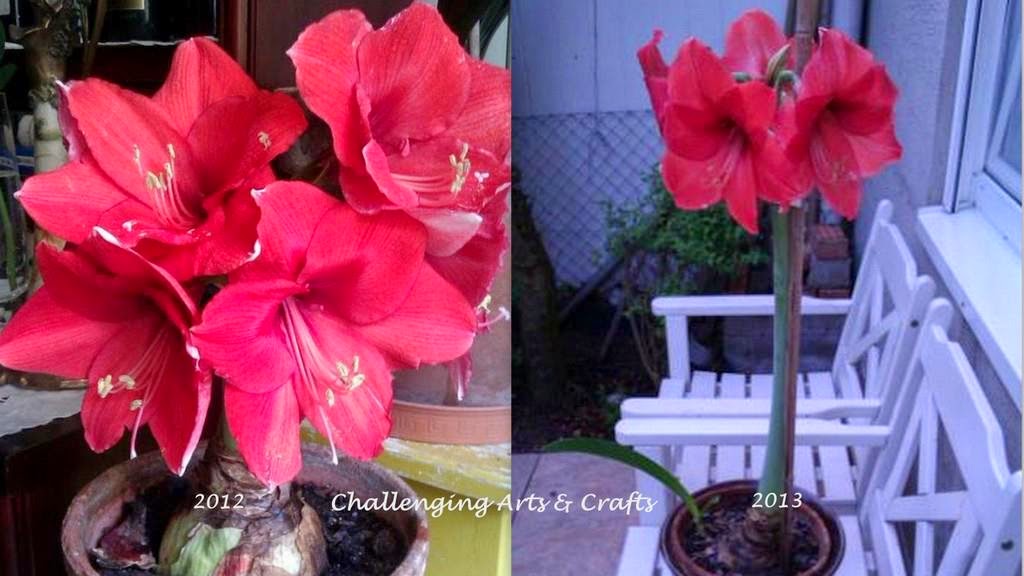 Challenging Arts & Crafts: The Odyssey of an Amazing Spanish Amaryllis