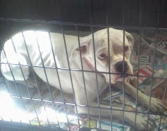 10/25/11 Female Boxer, 2 Dashunds, Terrier Mix Others Rural GA Shelter Need Help.