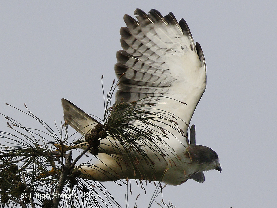 STOKES BIRDING BLOG Shorttailed Hawk, J.N. Ding Darling NWR today!