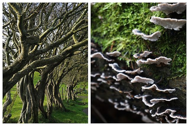 trees, fungi and moss; Castle ward - C. Gault 2019