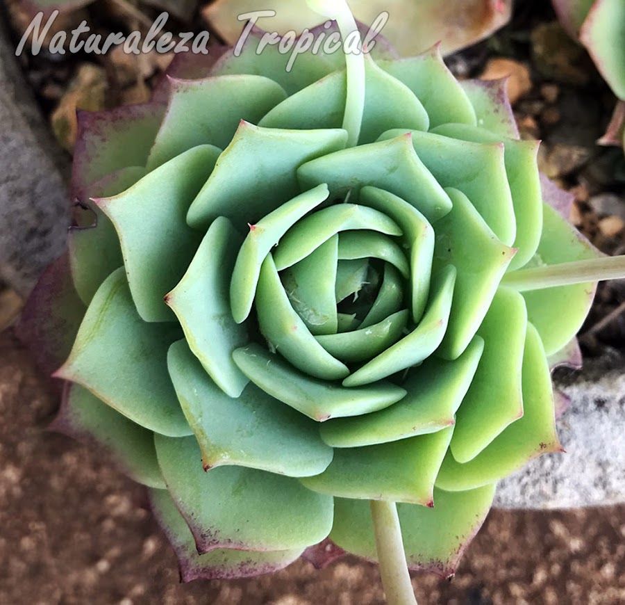 Vista de la roseta de hojas de la planta suculenta Graptoveria `Jadeíta´