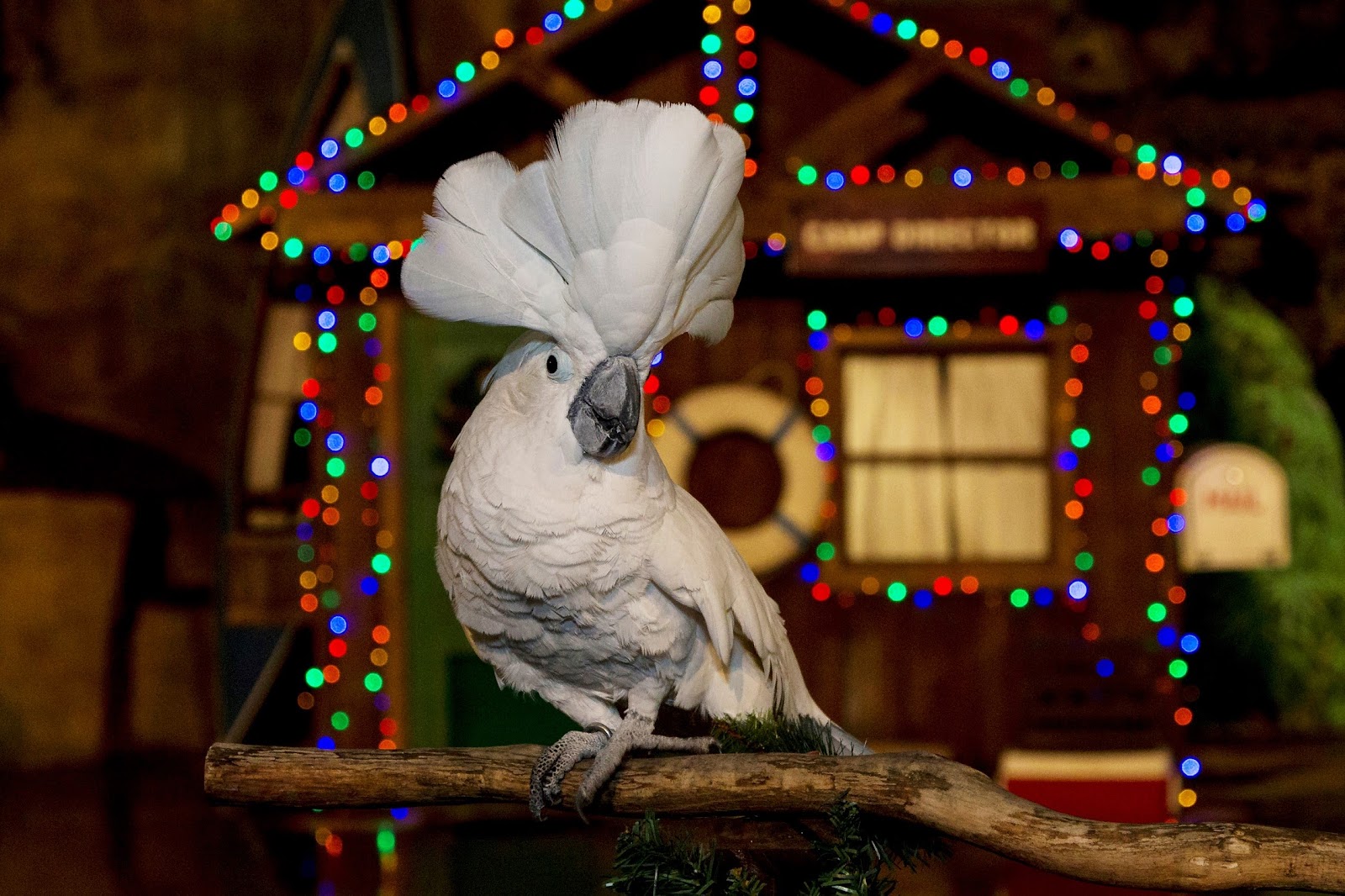 5 Festive Christmas Things to Do in San Diego Best Travel Route