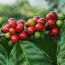 Cau Dat Dalat Coffee