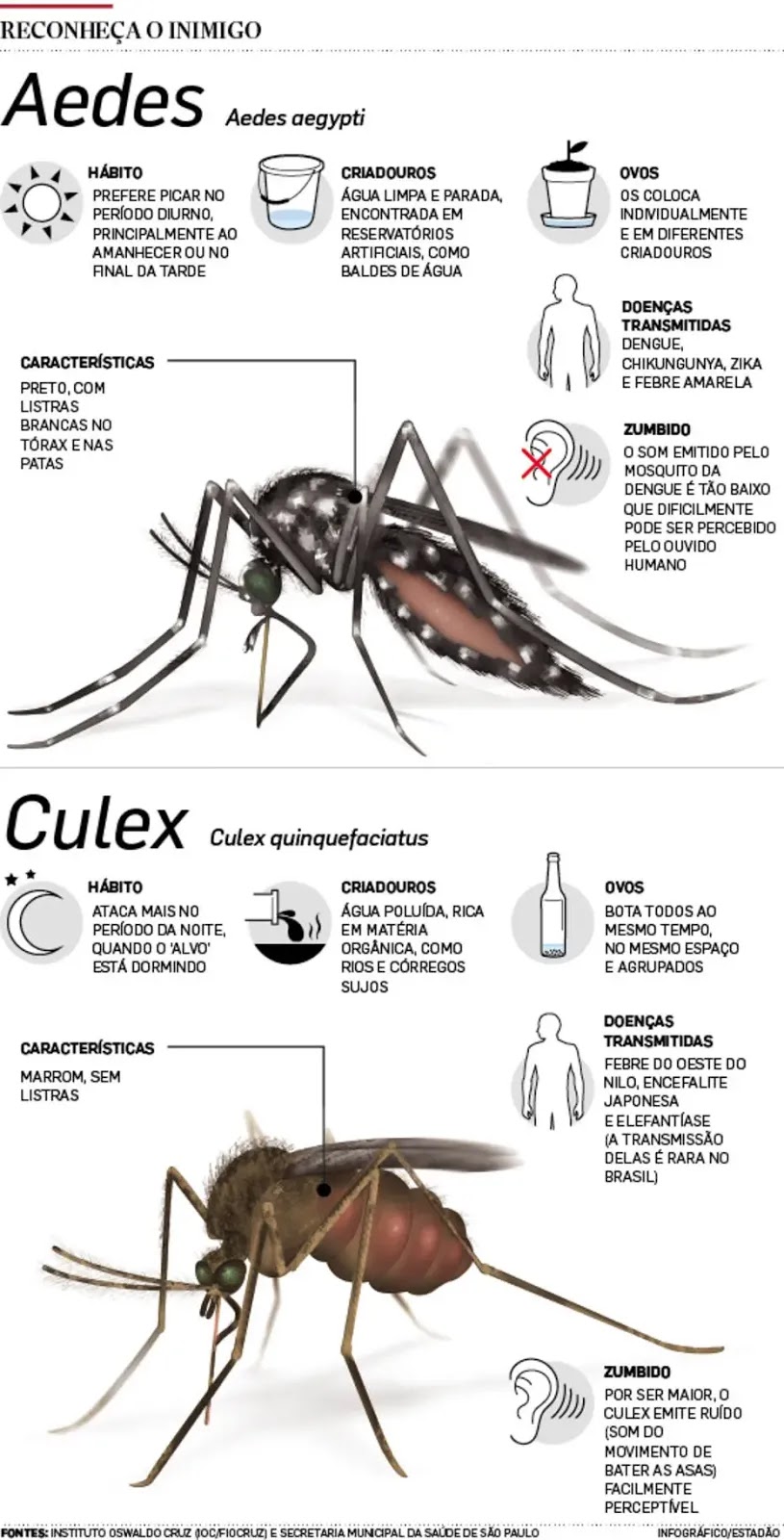 Oportunista e adaptável, 'Aedes aegypti' avança em Araraquara e região Empregos Araraquara