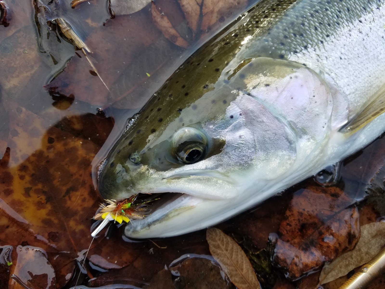DRY LINE STEELHEAD OREGON Dry Fly Winter Steelhead
