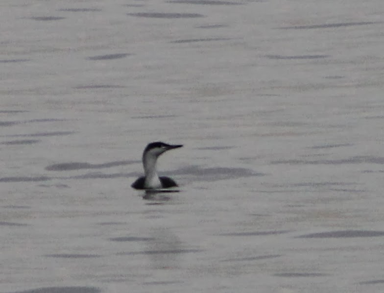 Weekend Birder Plum Island