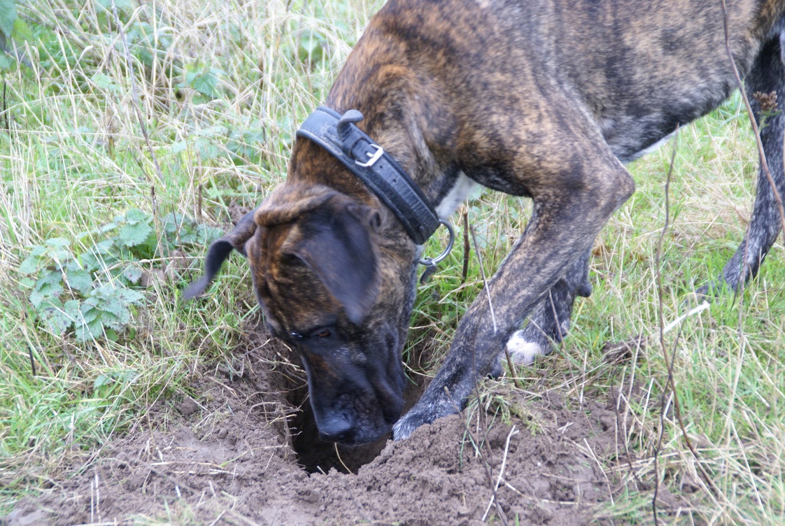 GASSIREPORT Hundeblog Von wegen abgelenkt Mein 2Beiner hat mich