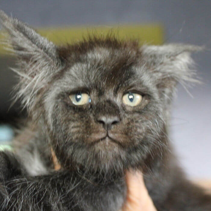 This Cat's Human-Looking Face Can't Be Unseen