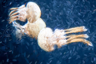 Impasto jellyfish
