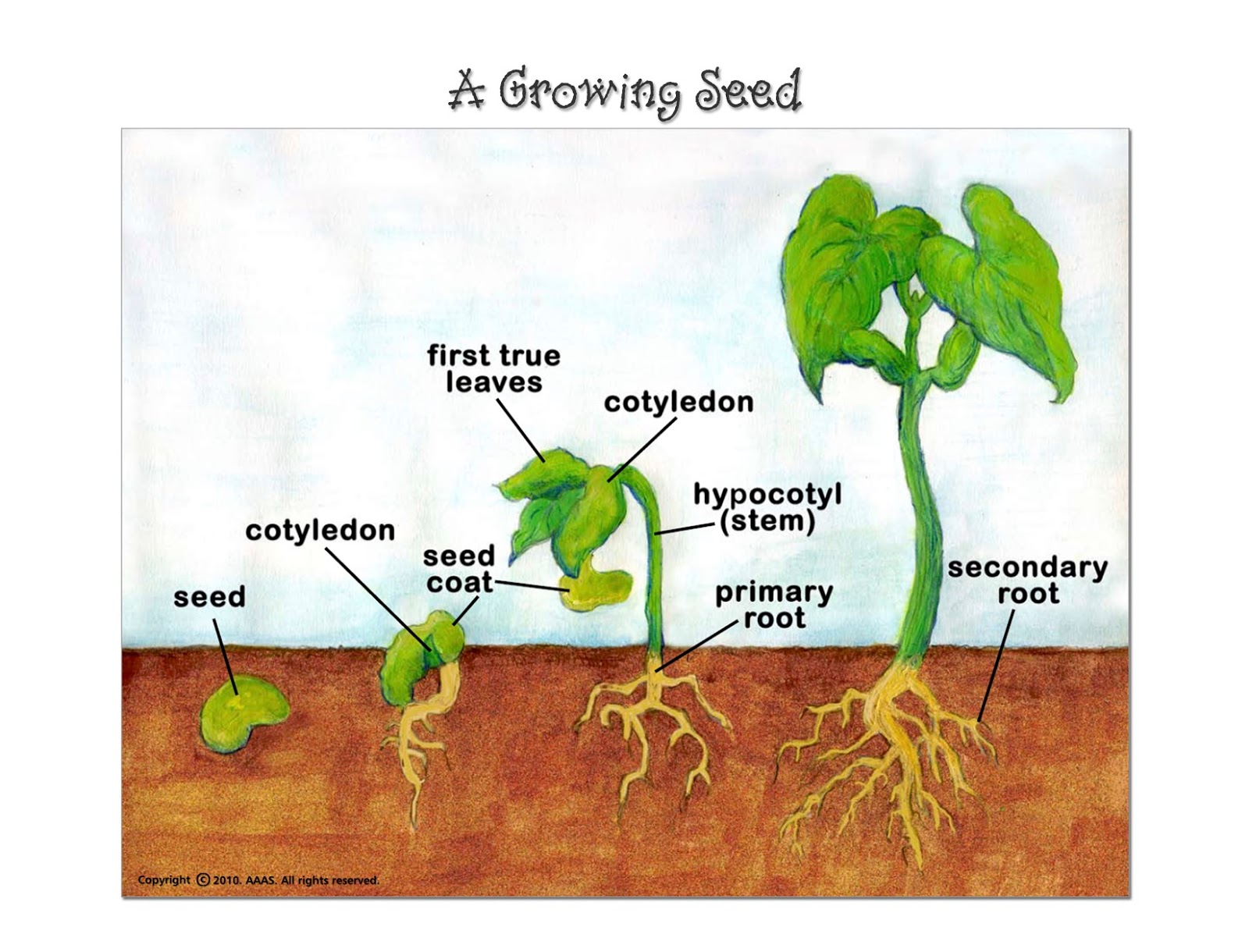 Diagram Of A Seed With Labels