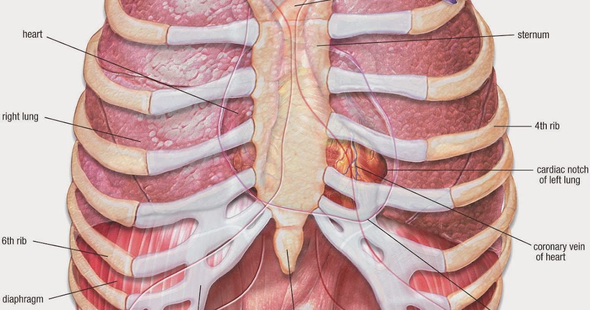 Справа под легким. Анатомия грудной клетки человека с органами. Анатомия человека грудная клетка ребра. Грудная клетка ребра и легкие.