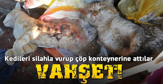 gaziantepte kedileri silahla vurup çöpe atmışlar