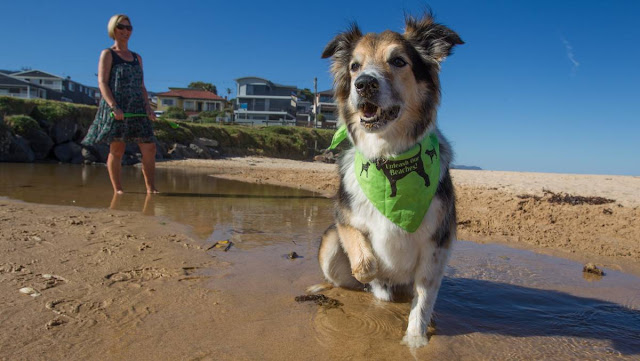 McCauleys-Beach-Thirroul-Dog-Friendly