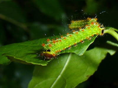 Actias maenas caterpillar Actias maenas caterpillar
