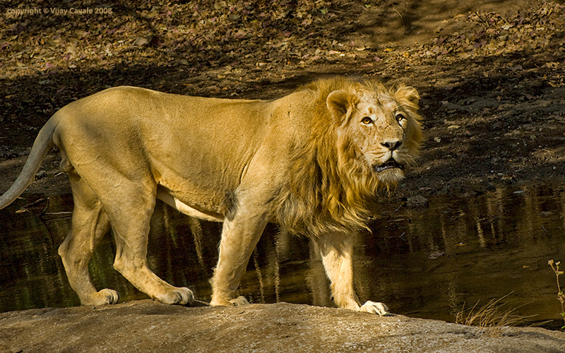 Asian Lion Endangered 83