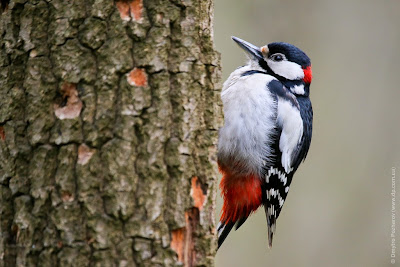 Большой пестрый дятел. Great Spotted Woodpecker. Dendrocopos major