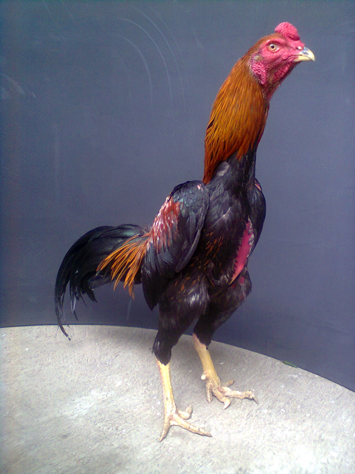 Unduh 5800 Download Gambar Ayam Jago Lucu Terupdate Gambar Lucu