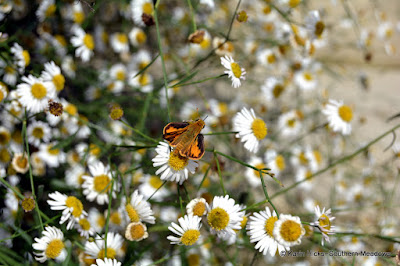 Southern Meadows: Boltonia asteroides