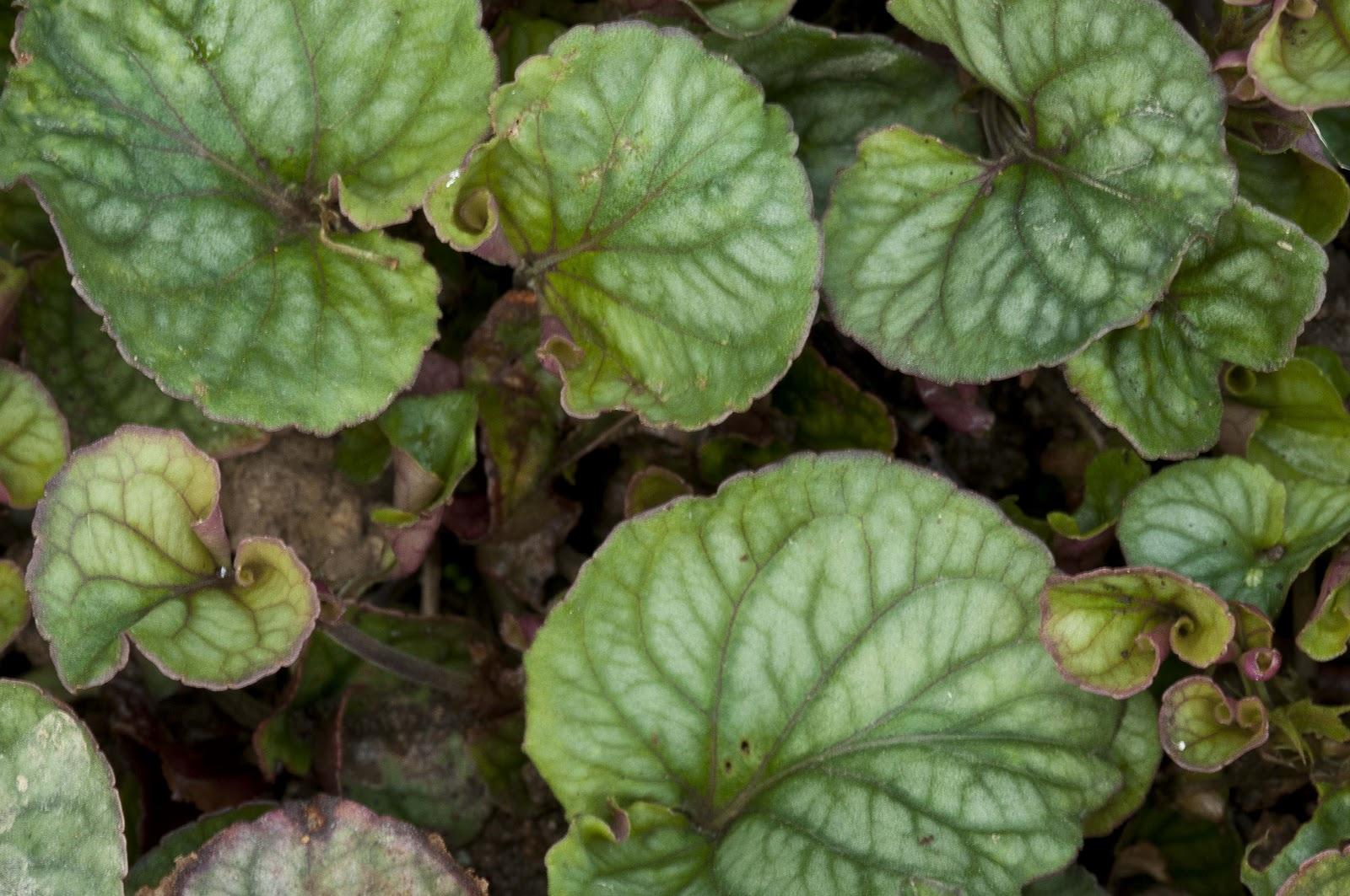 Kentucky Native Plant and Wildlife Plants of the Week Appalachian