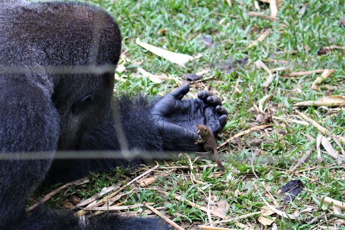 24-Year-Old Dominant Gorilla Met A Tiny Creature In The Forest, And A Heartwarming Moment Followed 24-Year-Old Dominant Gorilla Met A Tiny Creature In The Forest, And A Heartwarming Moment Followed