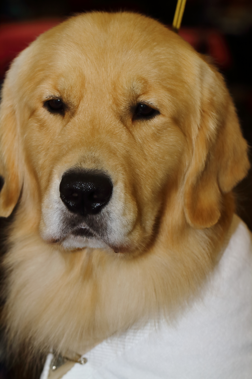 Just People The LandOLakes Dog Show Preparation is Brutal