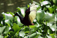 Gallito de agua ó cirujano ó Jacana centroamericana, Northern Jacana, Jacana spinosa