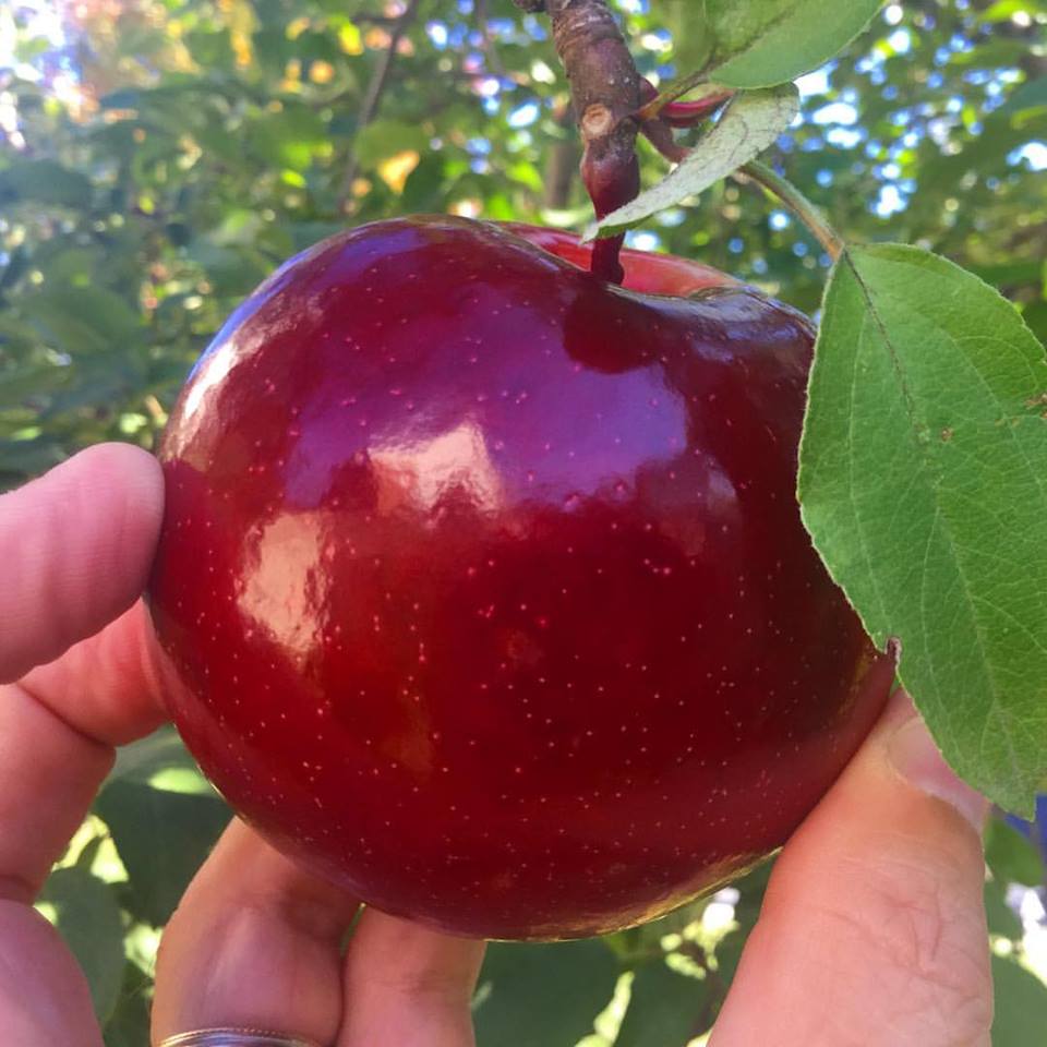 Offgrid Life Organic Apples from our 2 Apple trees Empire and Golden Delicious