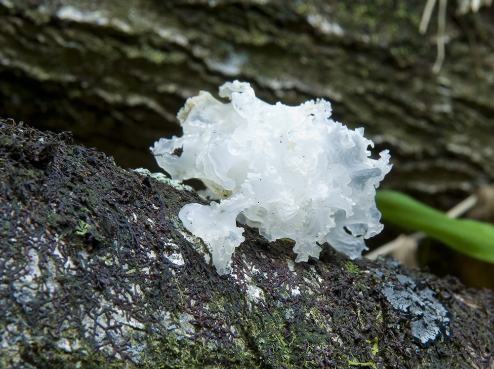 The 3 Foragers Foraging for Wild, Natural, Organic Food Mushrooms in