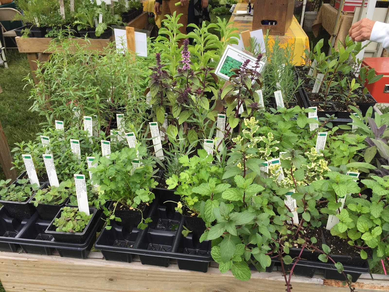 Bonz Blogz Maymont Herbs Galore and More