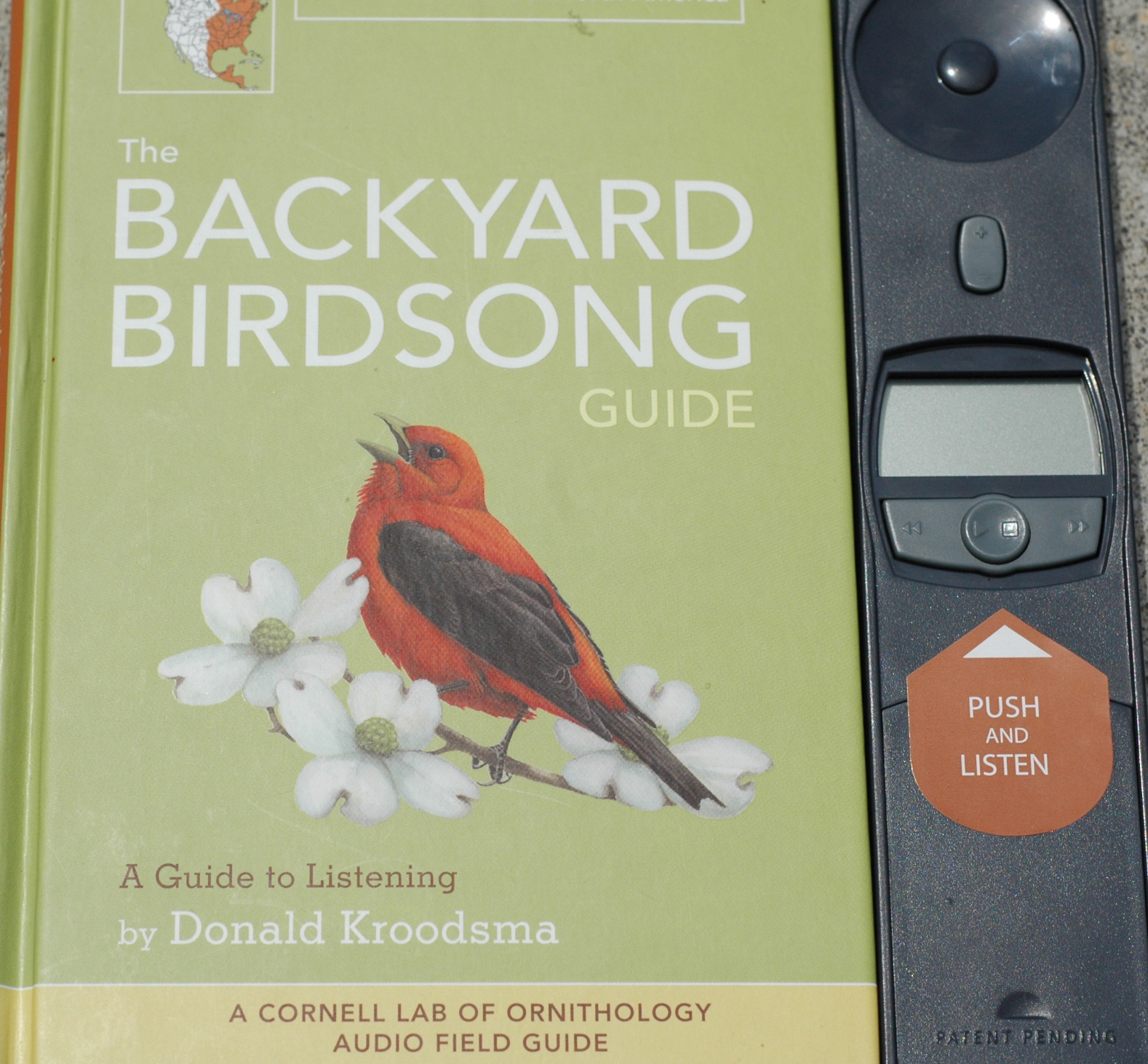 A busy lizzie life Backyard Bird Songs
