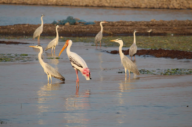 Bird watching, Bhigwan, Flamingo, Storks, Herons, Bird Sanctuary, Bhigwan Bird Sanctuar Bird watching, Bhigwan, Flamingo, Storks, Herons, Bird Sanctuary, Bhigwan Bird Sanctuar
