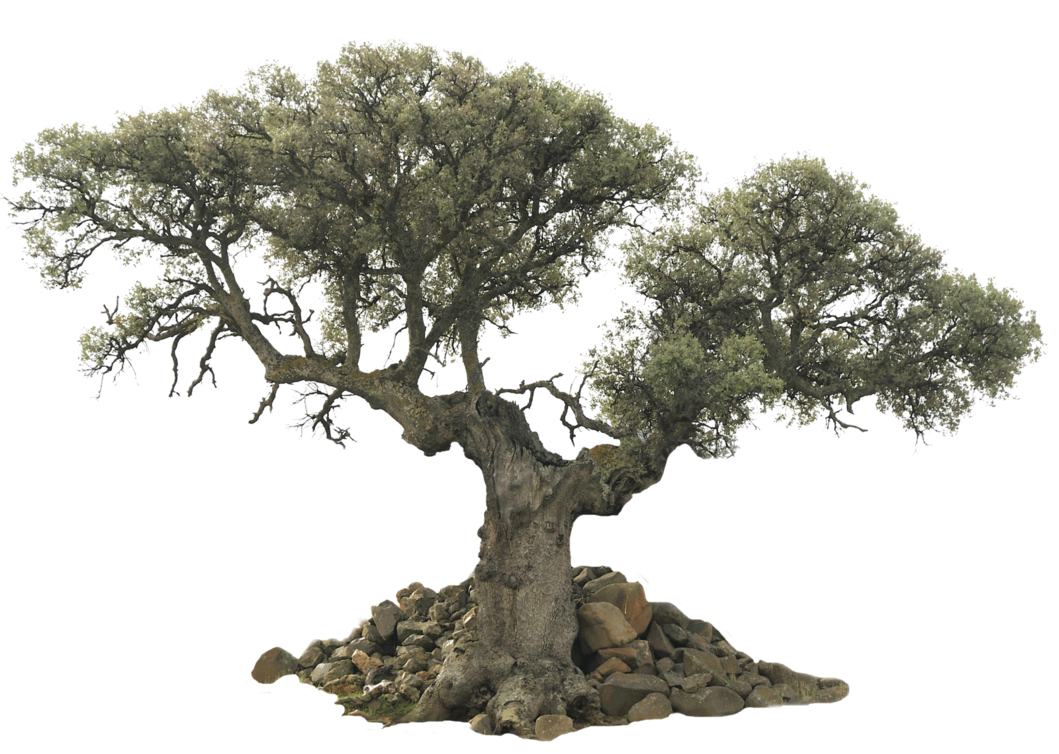 Editando Photoshop: àrvores- PNG