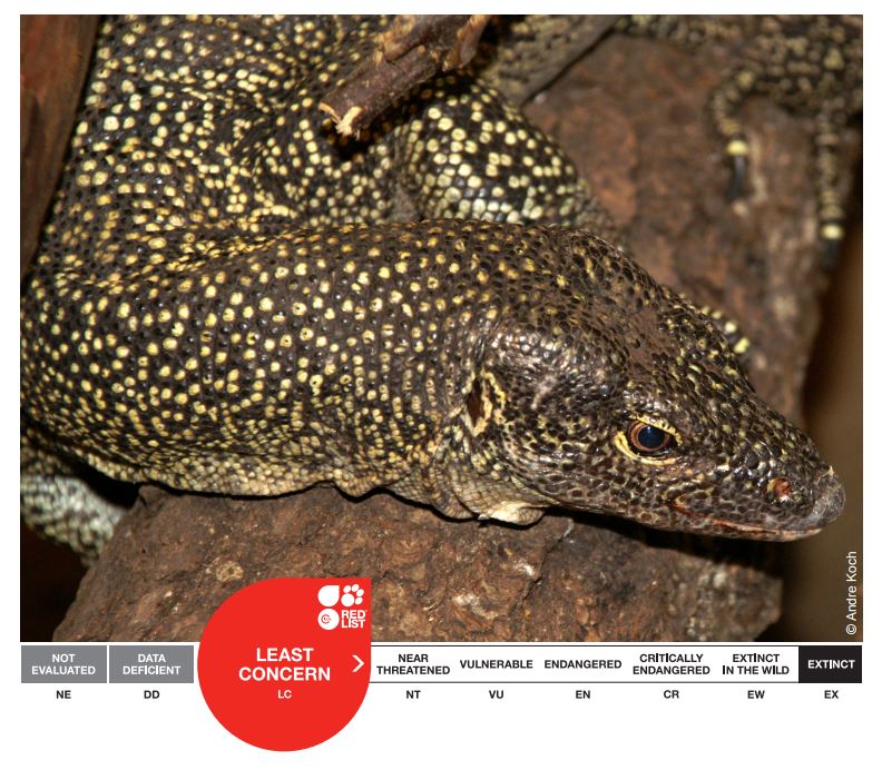 Elanio Azul Lagartija Noroccidental Podarcis Guadarramae