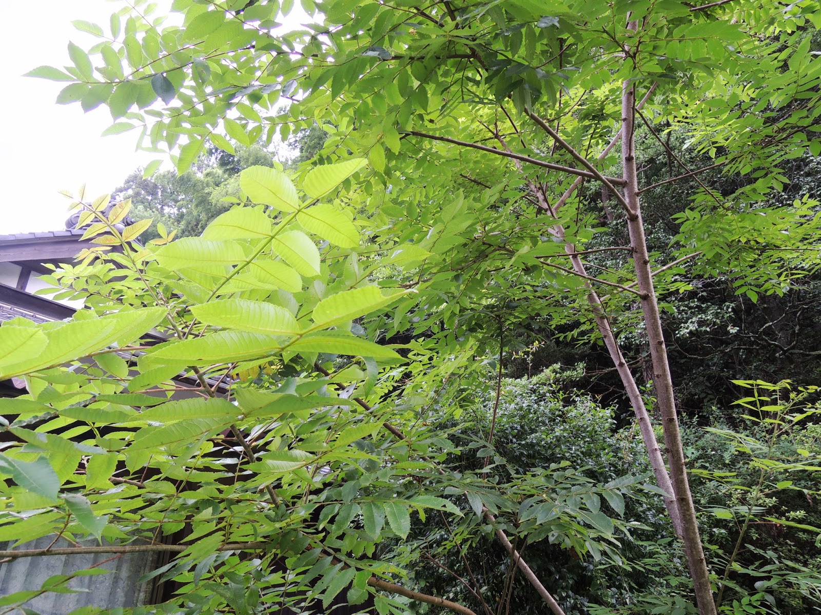 白膠木（ヌルデ／Chinese sumac） - ファーマーズハウスさわ