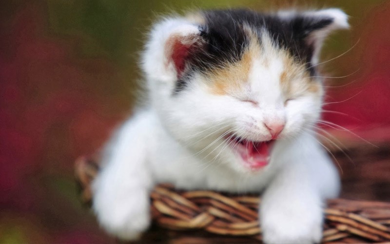  Wallpaper  Gambar  Kucing  Expresi Lucu Marah Cute Sedih 