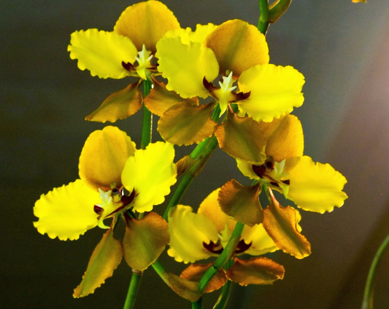 Blok888 Top 10 Most Exotic Flowers in the world 1