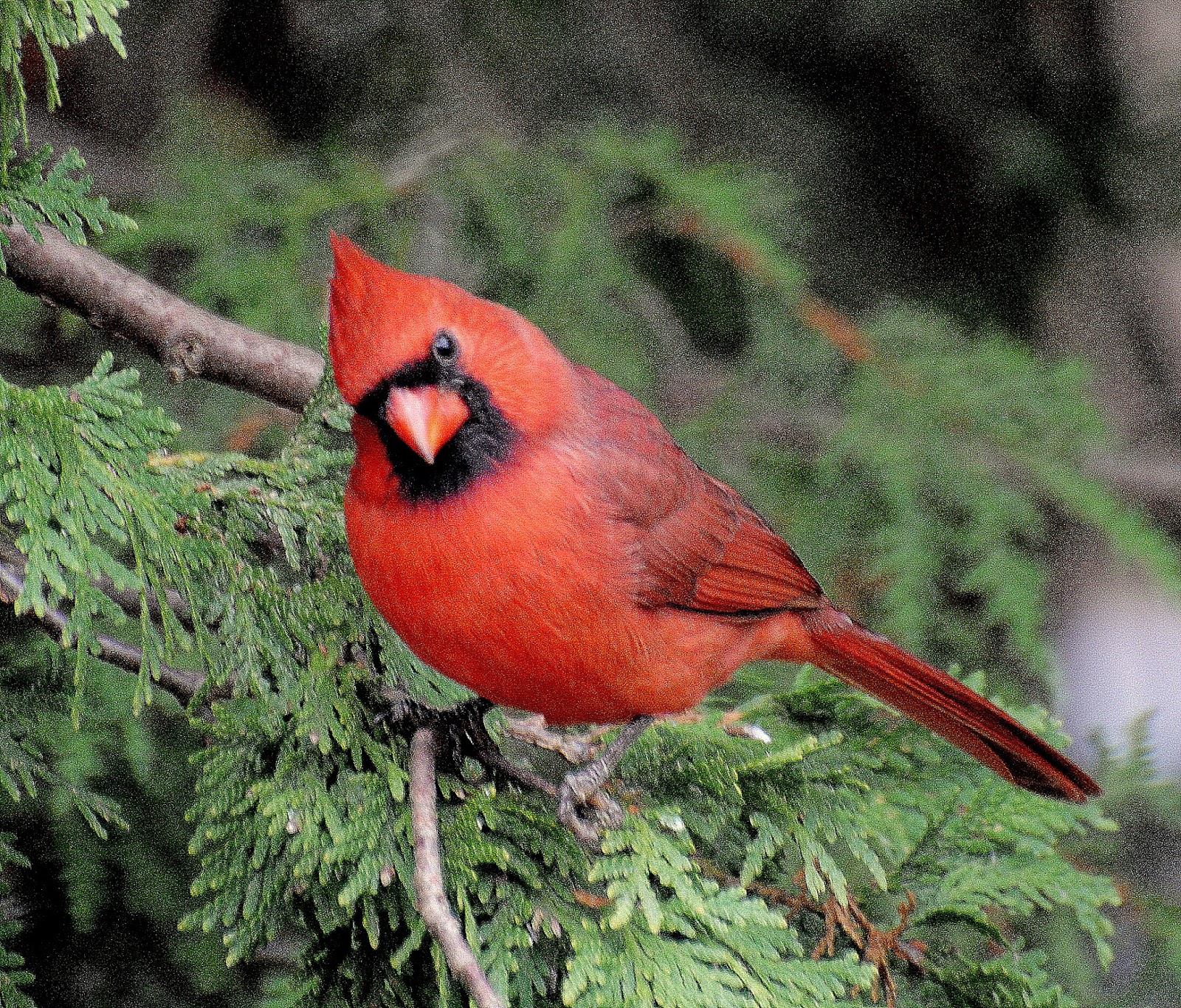 BARRY the BIRDER: Ontario's top ten birds for the 2016/2017 season