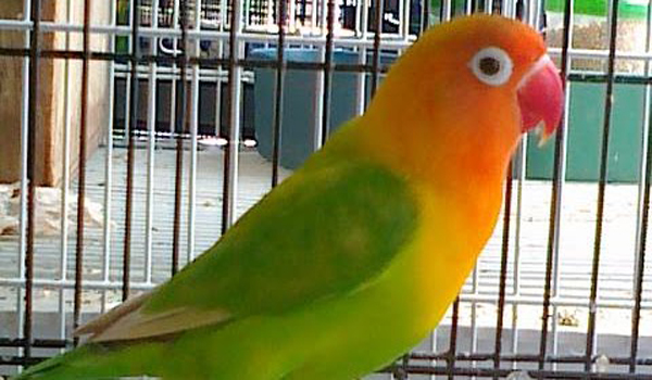 lovebird dada nyilet