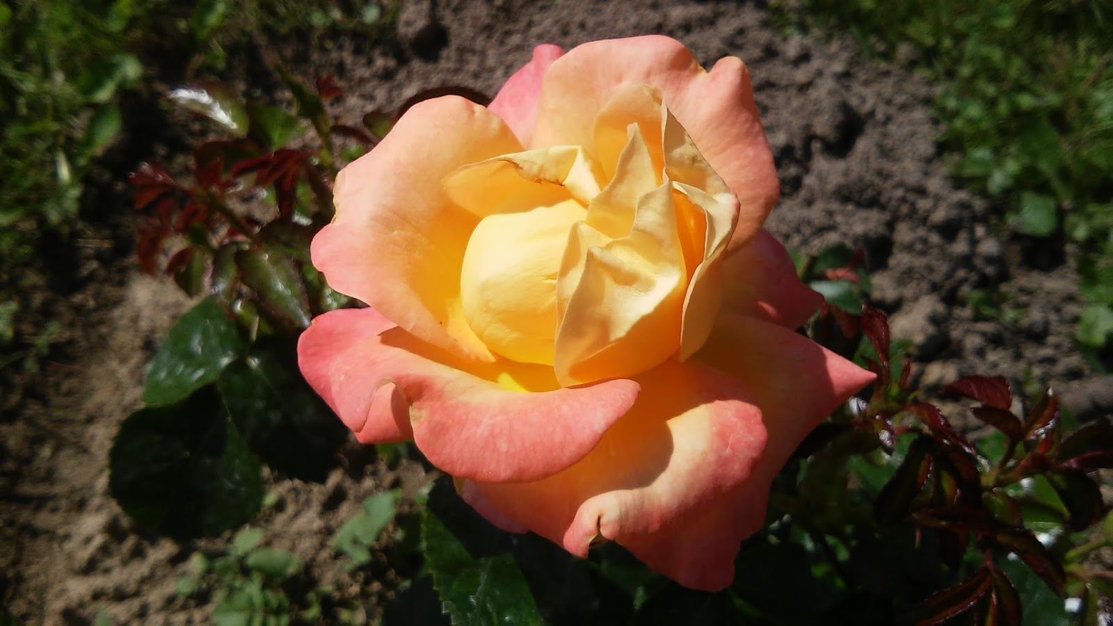 Ranczo Elma Róża Jam and Jerusalem