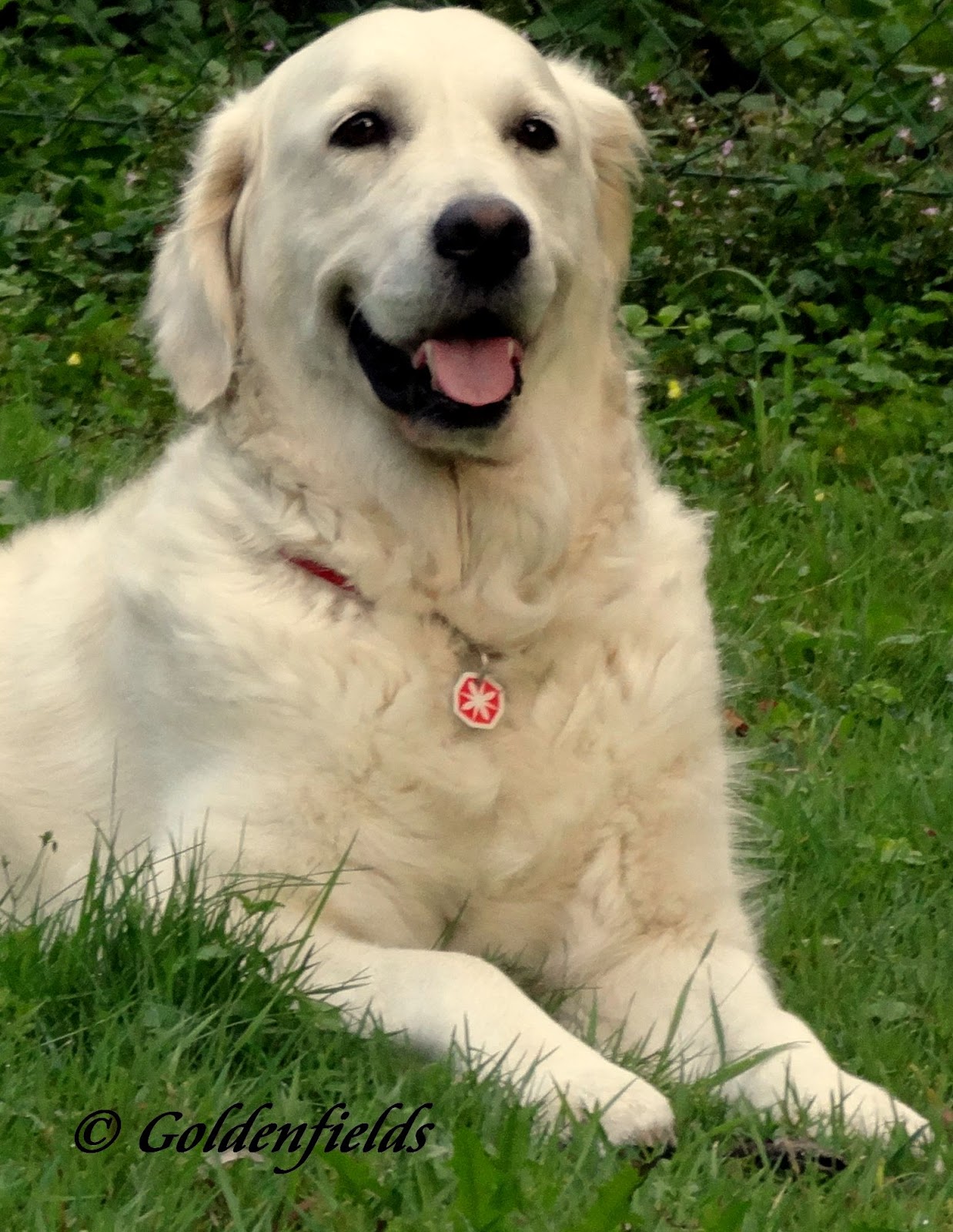 baby golden retriever cost golden retriever welpen oberosterreich dogs in our photo baby golden retriever cost golden retriever welpen oberosterreich dogs in our photo