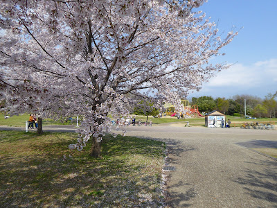 山田池公園の桜満開🌸お花見ウォーキング