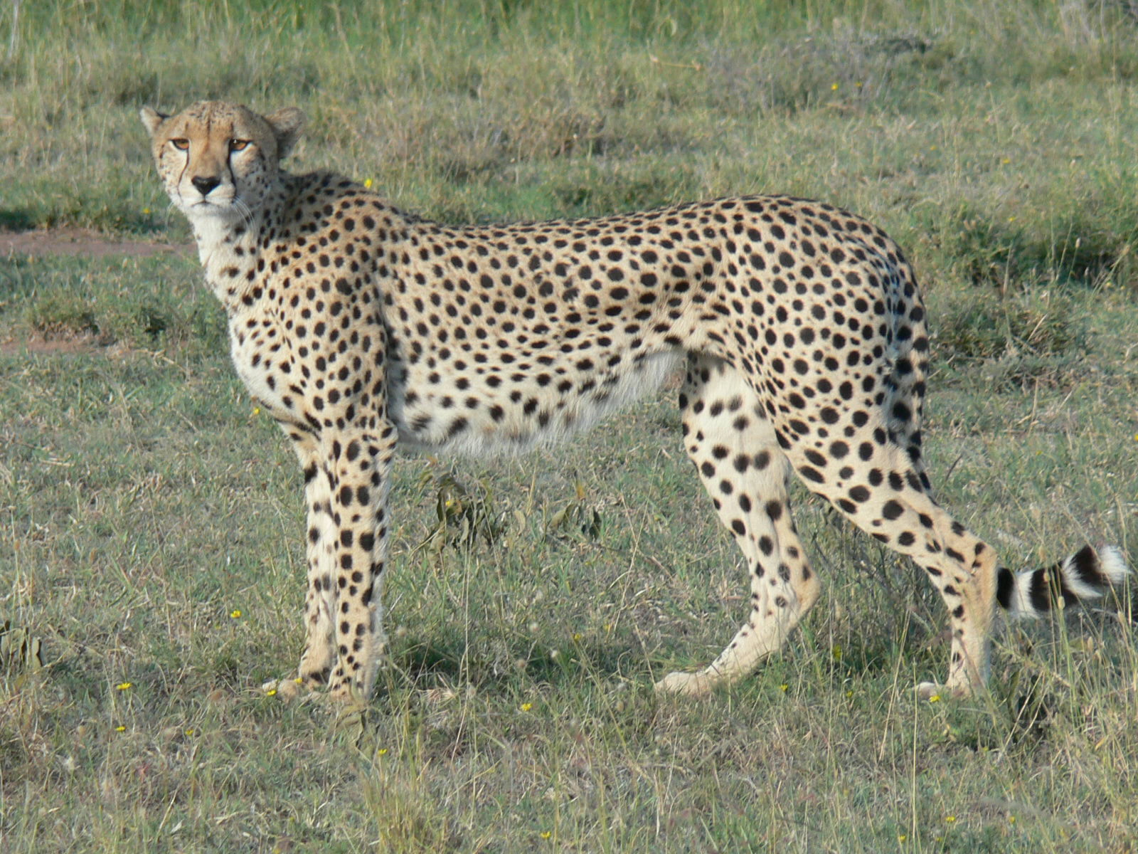 ciências do Dedé Os 10 Maiores Felinos Do Mundo ciências do Dedé Os 10 Maiores Felinos Do Mundo