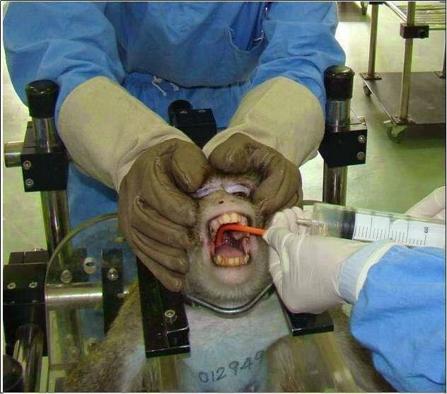 Animal Qui Se Reproduit Sans Se Toucher Les tests sur les animaux: de la science ou de la torture?