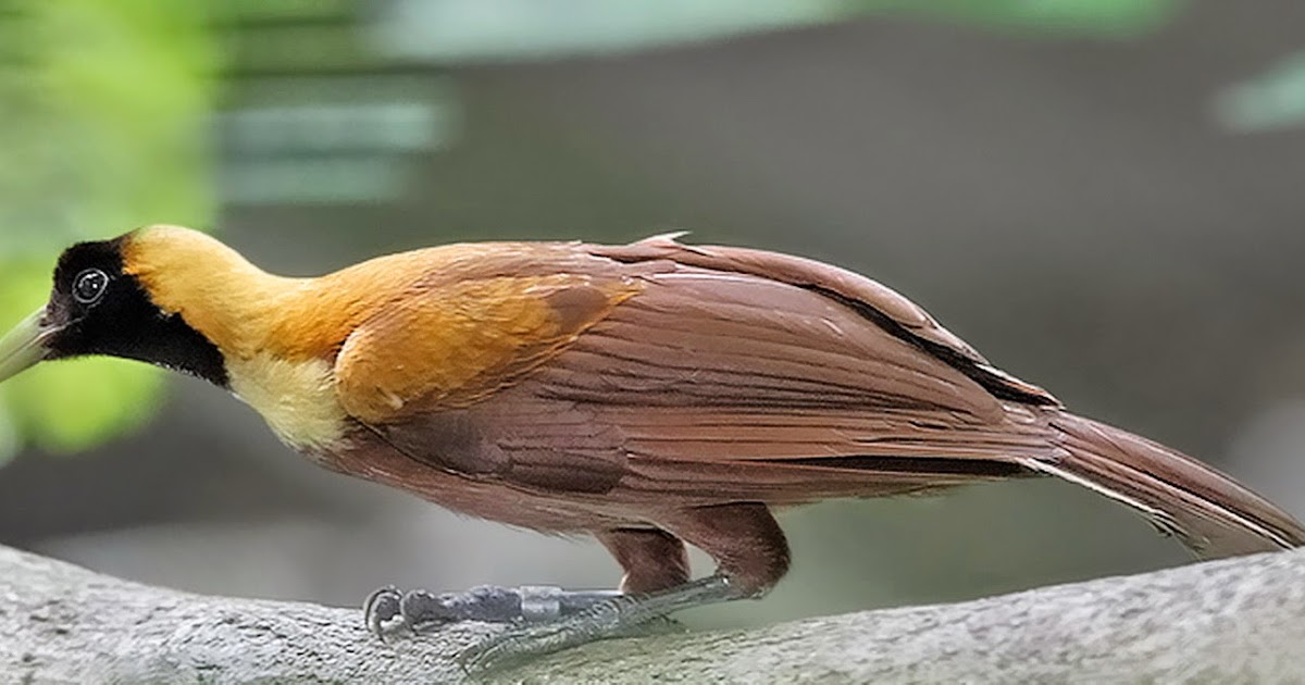 Membedakan CiriCiri Burung Lovebird Jantan Dan Betina