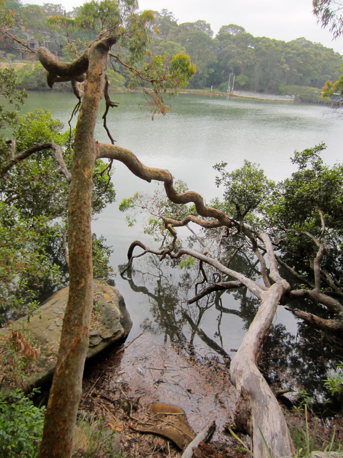Carolle's Walking Group 25 Tambourine Bay Park Walk