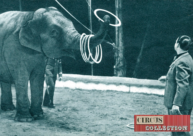 Rolf Knie senior lance des anneaux qui sont rattrapé par un éléphant